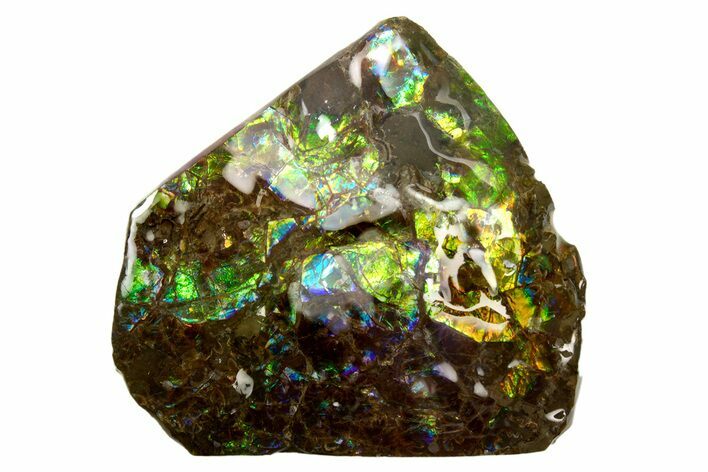 Iridescent Ammolite (Fossil Ammonite Shell) - Greens & Blues #316773
